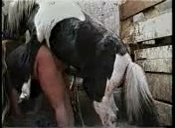Video :Gay beastiality porno of horse fucking gay's ass